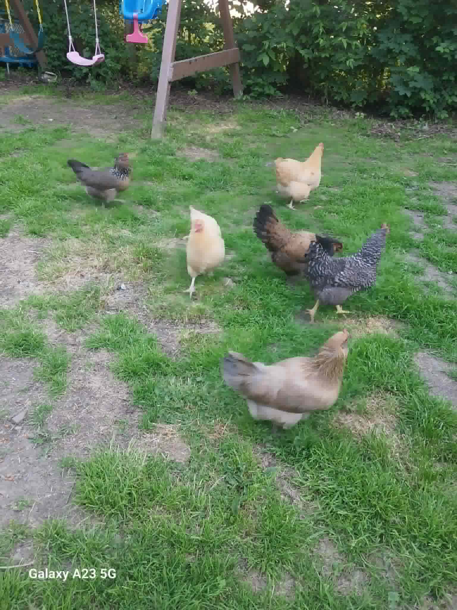 Hens roaming the yard that provide fresh eggs for the Community Porch in Hoosick Falls NY
