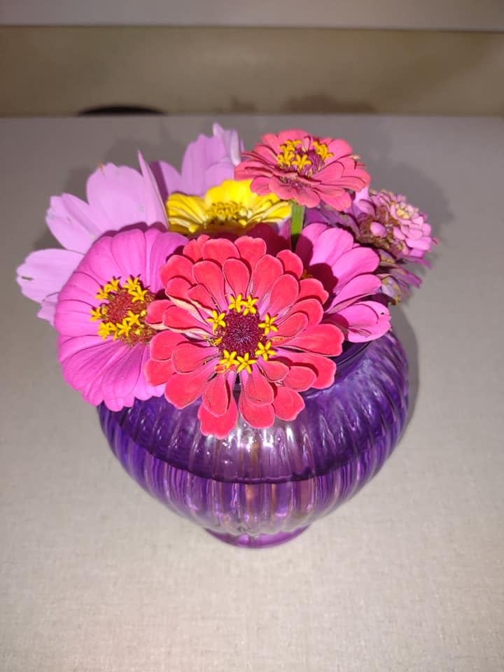 A vase of fresh pink and red zinnias grown for the Community Porch in Hoosick Falls NY