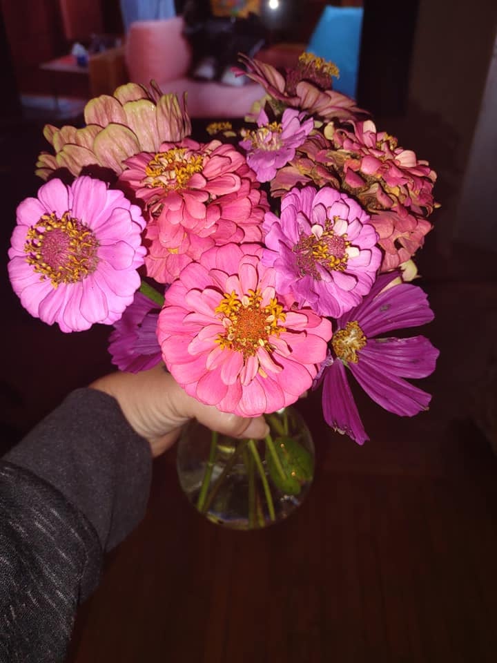 A bouquet of fresh pink and purple zinnias from the garden for the Community Porch in Hoosick Falls NY