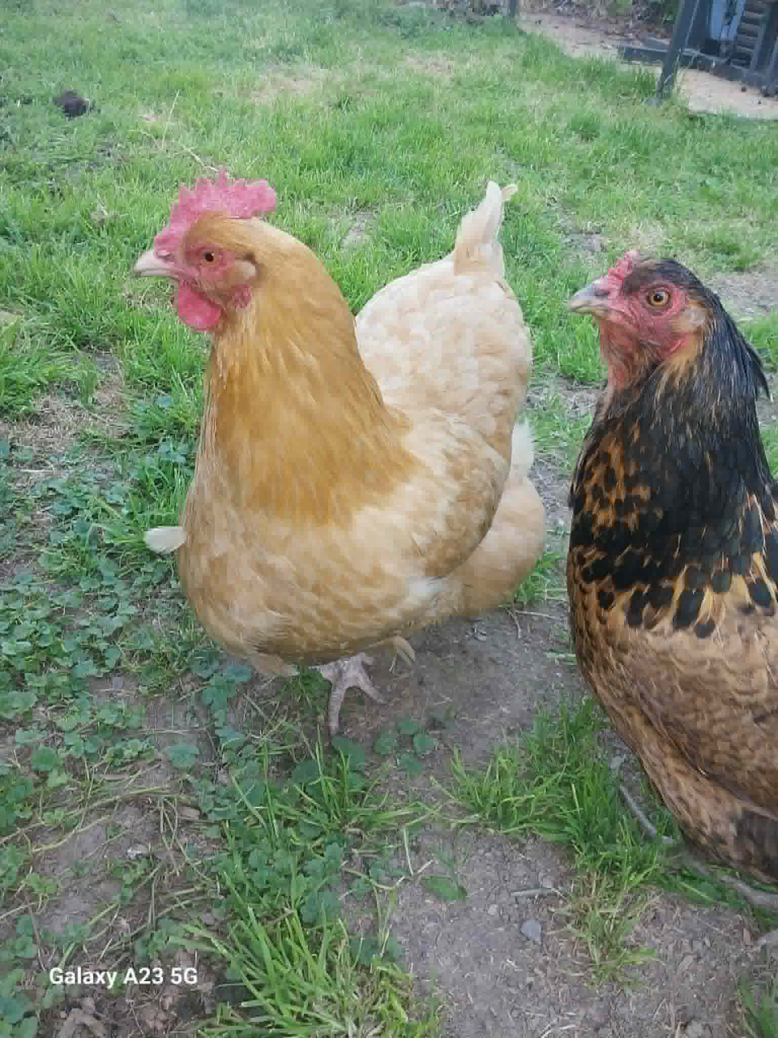 Two hens in the yard that lay fresh eggs for the Community Porch in Hoosick Falls NY