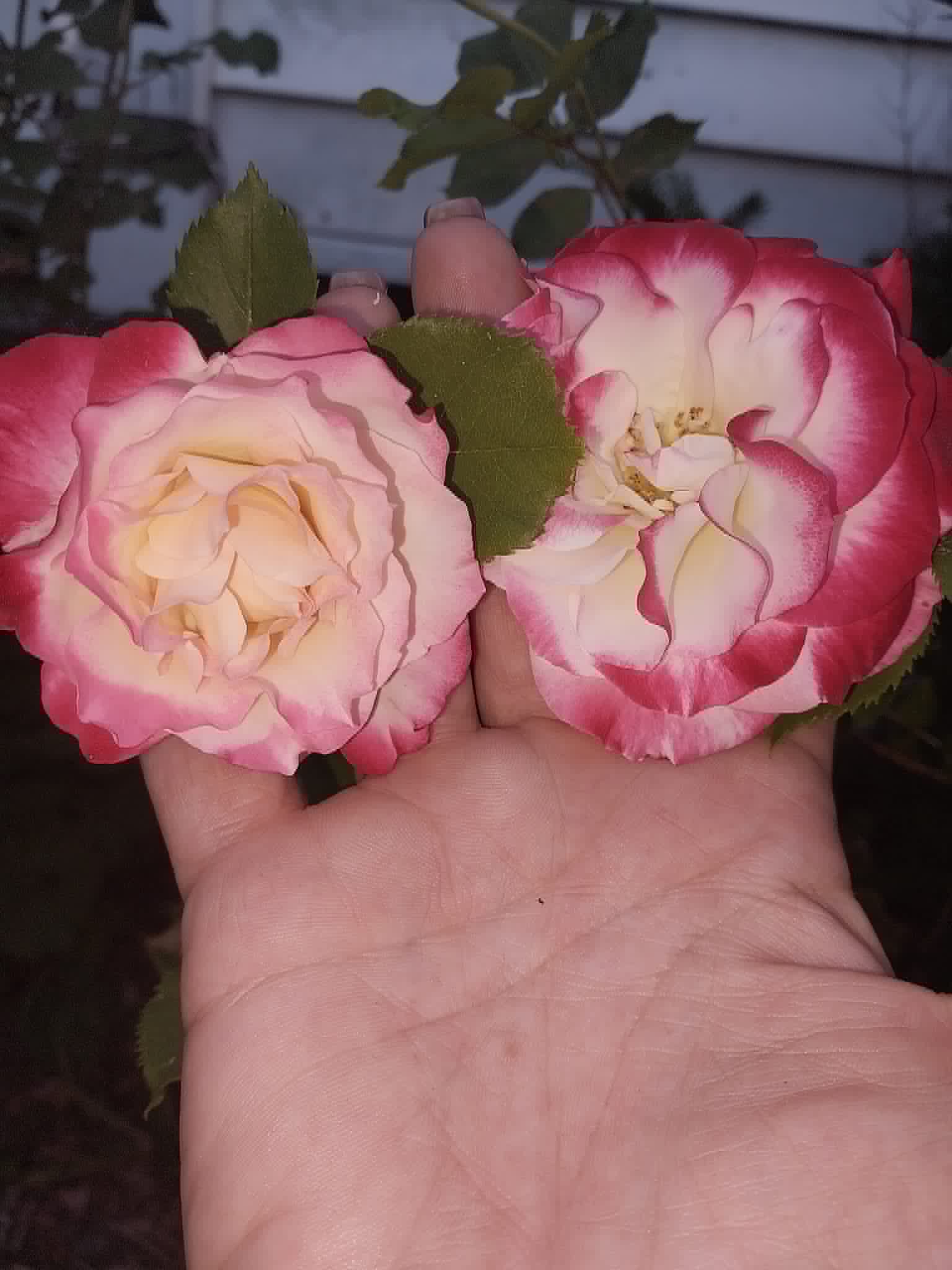 Two fresh pink and cream roses from the garden for the Community Porch in Hoosick Falls NY