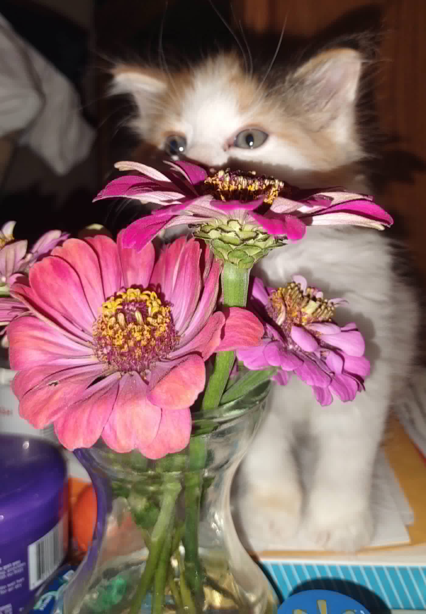 A kitten beside a vase of fresh zinnias grown for the Community Porch in Hoosick Falls NY