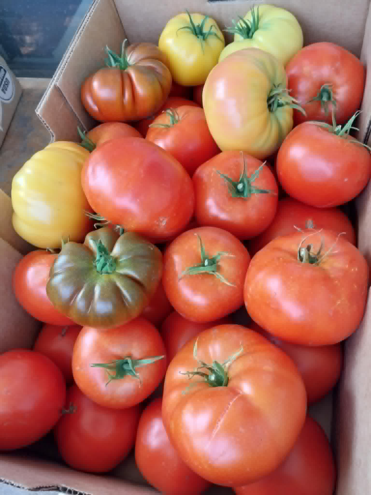 A box of fresh red and heirloom tomatoes shared at the Community Porch in Hoosick Falls NY
