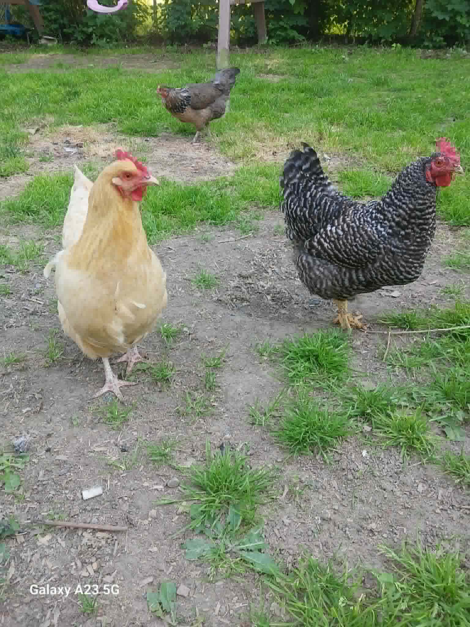 Three hens in the yard that provide fresh eggs for the Community Porch in Hoosick Falls NY