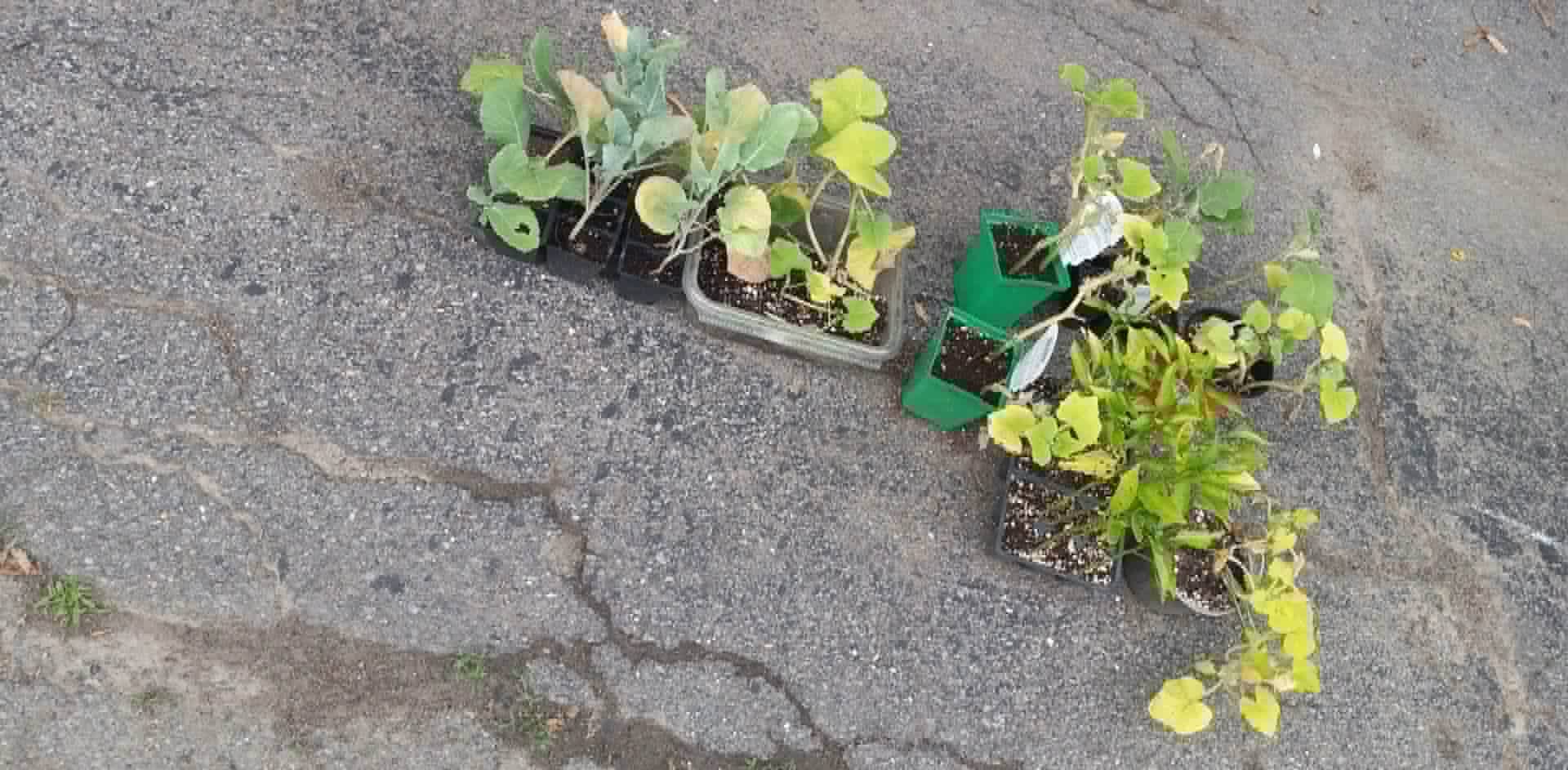 Trays of vegetable seedlings ready to plant for the Community Porch Grow and Share program in Hoosick Falls NY