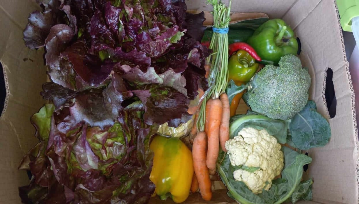 A box of fresh lettuce, carrots, peppers, broccoli, and cauliflower shared through the Community Porch Grow and Share program in Hoosick Falls NY