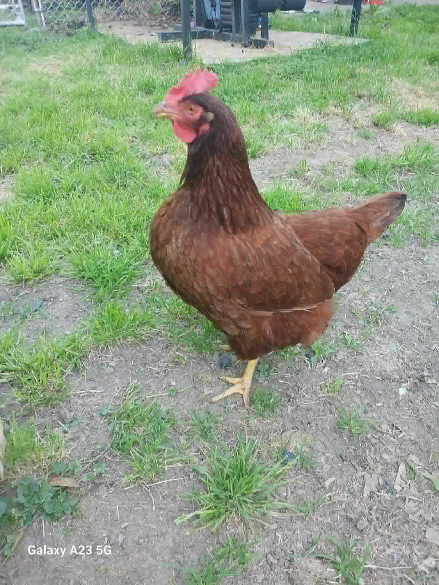 A hen in the yard that lays fresh eggs for the Community Porch in Hoosick Falls NY