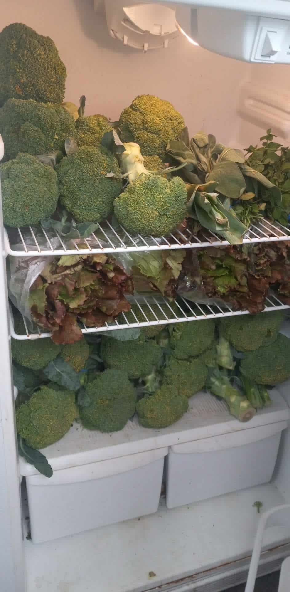 A refrigerator on the Community Porch in Hoosick Falls NY packed with fresh broccoli and leaf lettuce