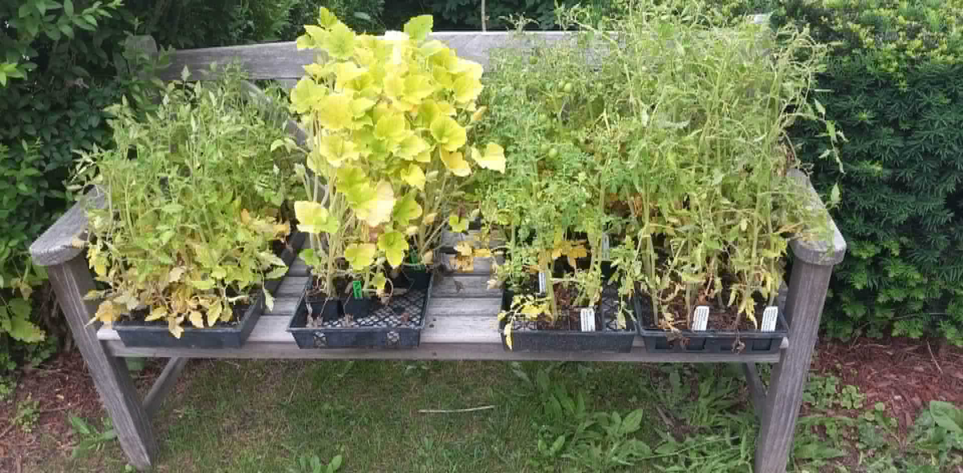 Trays of tomato and herb seedlings on a garden bench for the Community Porch Grow and Share program in Hoosick Falls NY