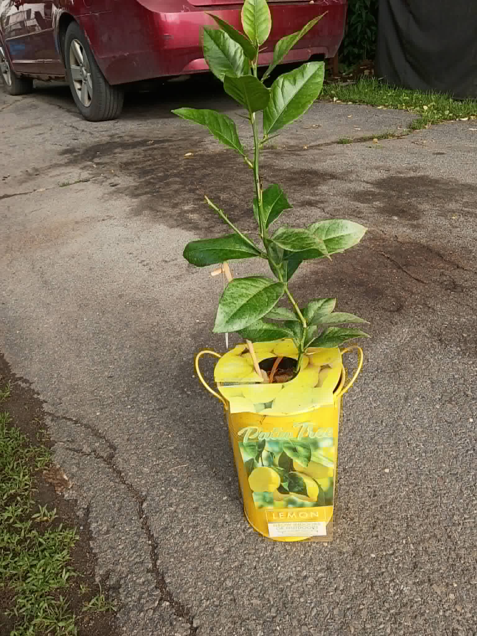 A potted Meyer lemon tree delivered to the senior center through the Community Porch Grow and Share program near Hoosick Falls NY