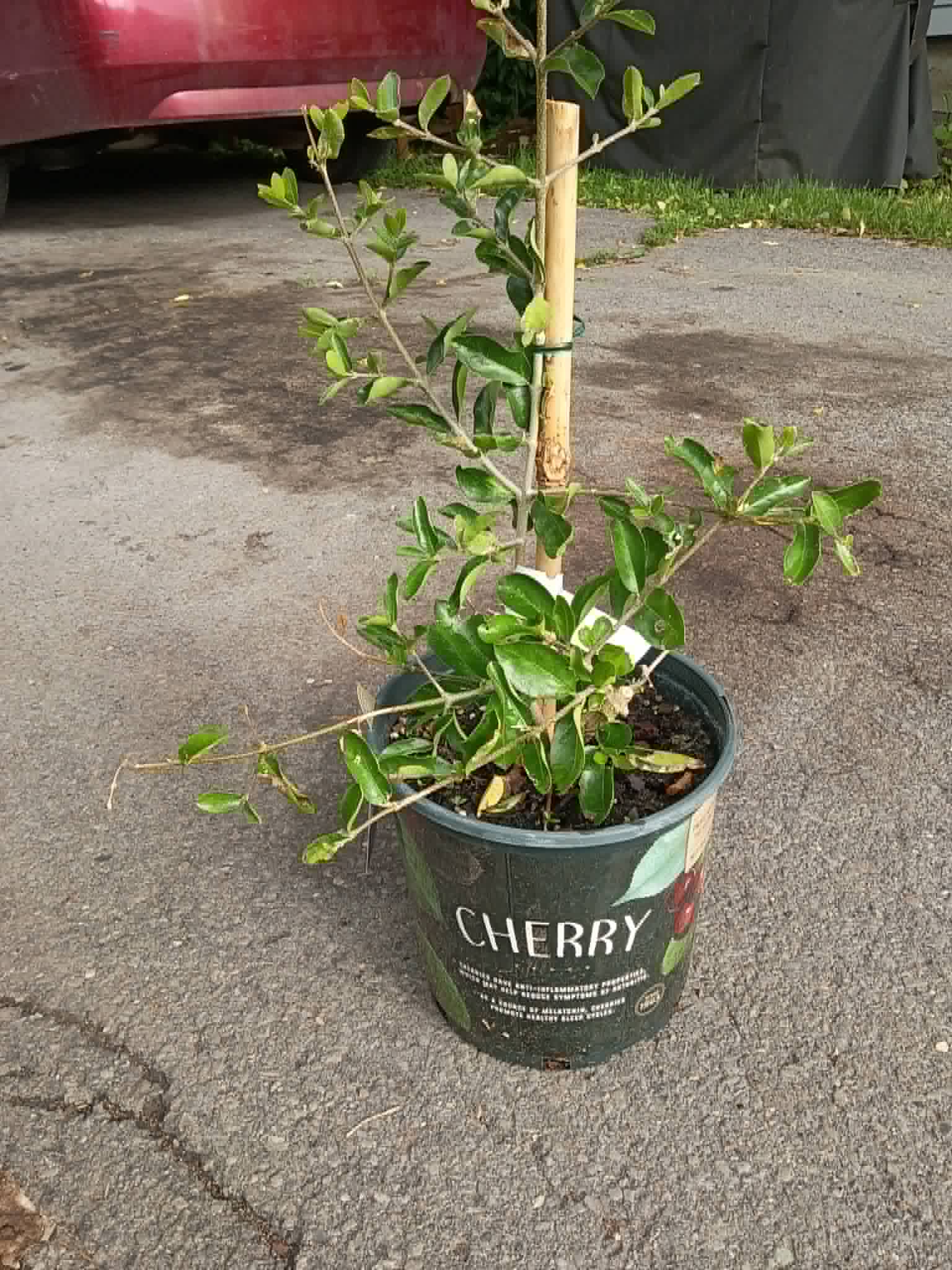 A young potted cherry bush ready to plant at the senior center for the Community Porch Grow and Share program near Hoosick Falls NY