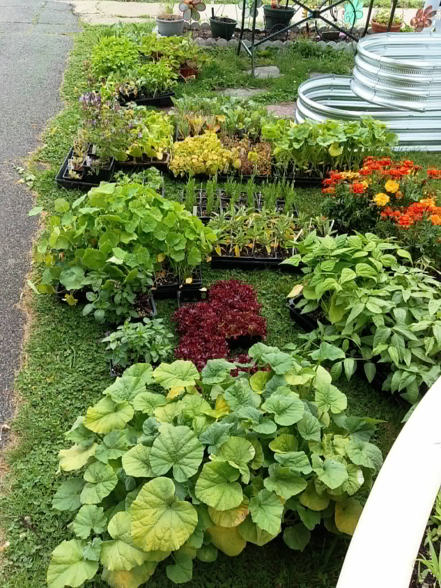 Flats of donated herb, vegetable, and flower starts laid out on the grass for the Community Porch Grow and Share program in Hoosick Falls NY