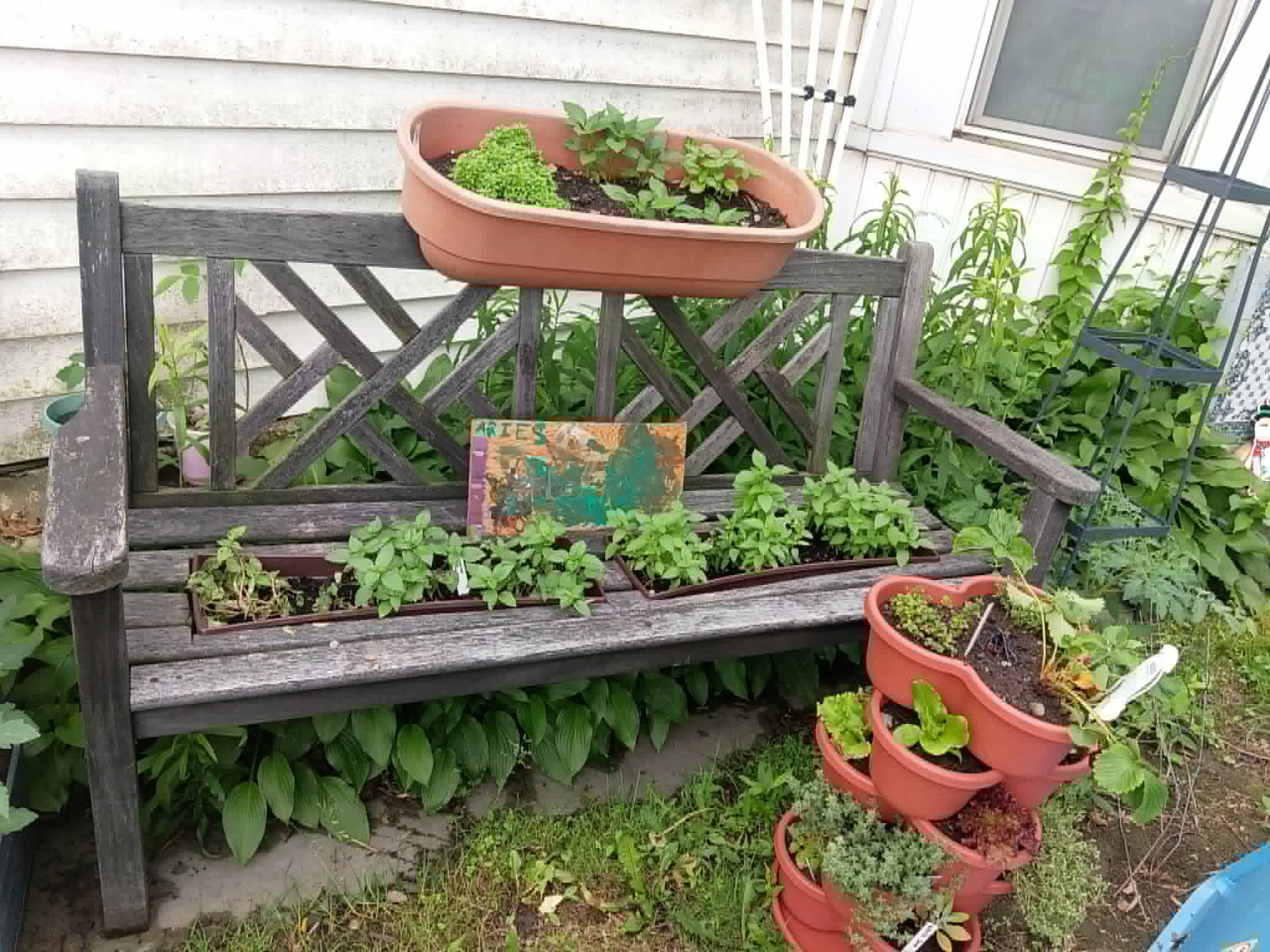 A weathered garden bench holding planters of basil, herbs, and a strawberry tower for the Community Porch Grow and Share program in Hoosick Falls NY