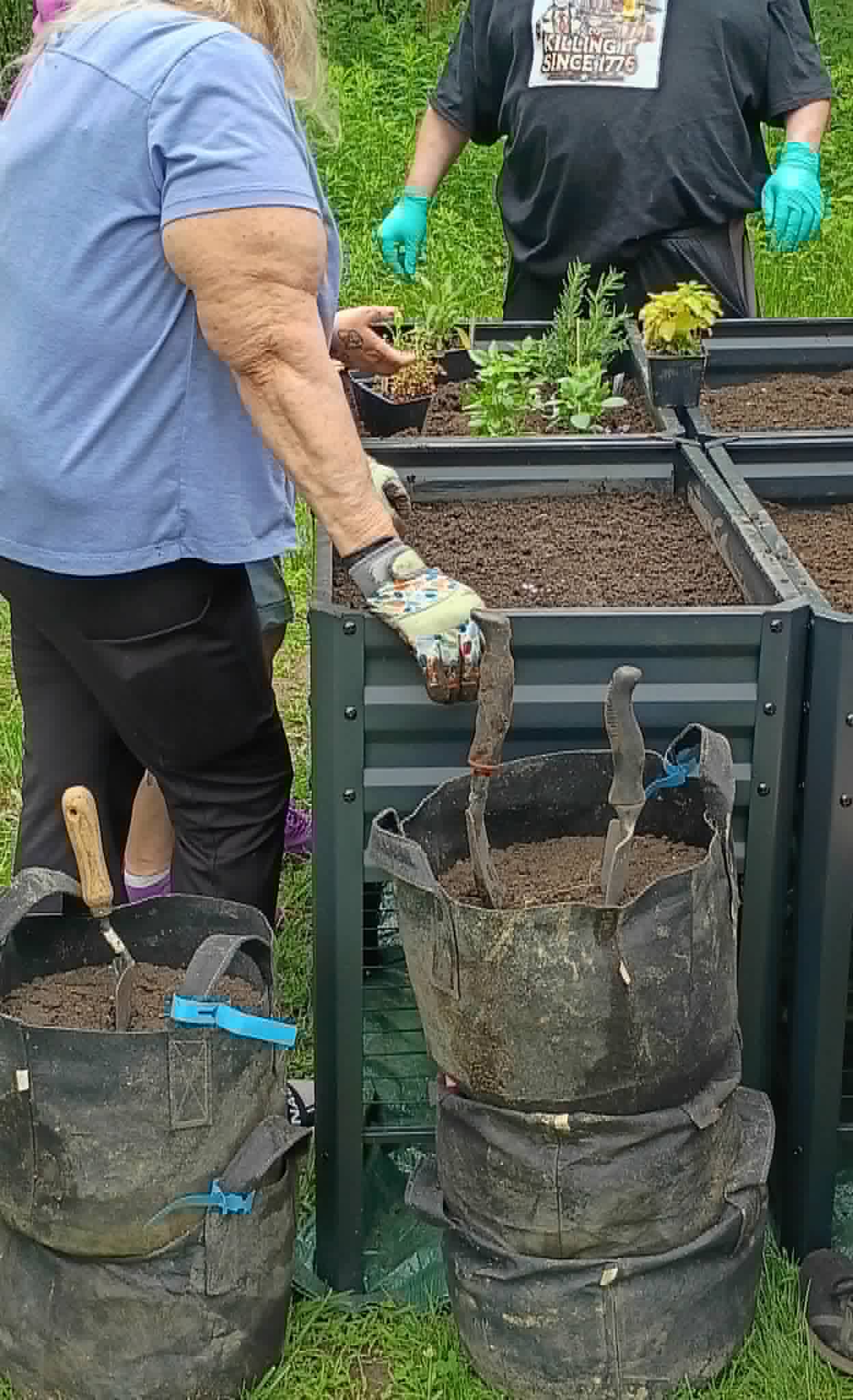 Hands filling an elevated metal raised bed with soil and seedlings at the senior center garden day for the Community Porch Grow and Share program near Hoosick Falls NY
