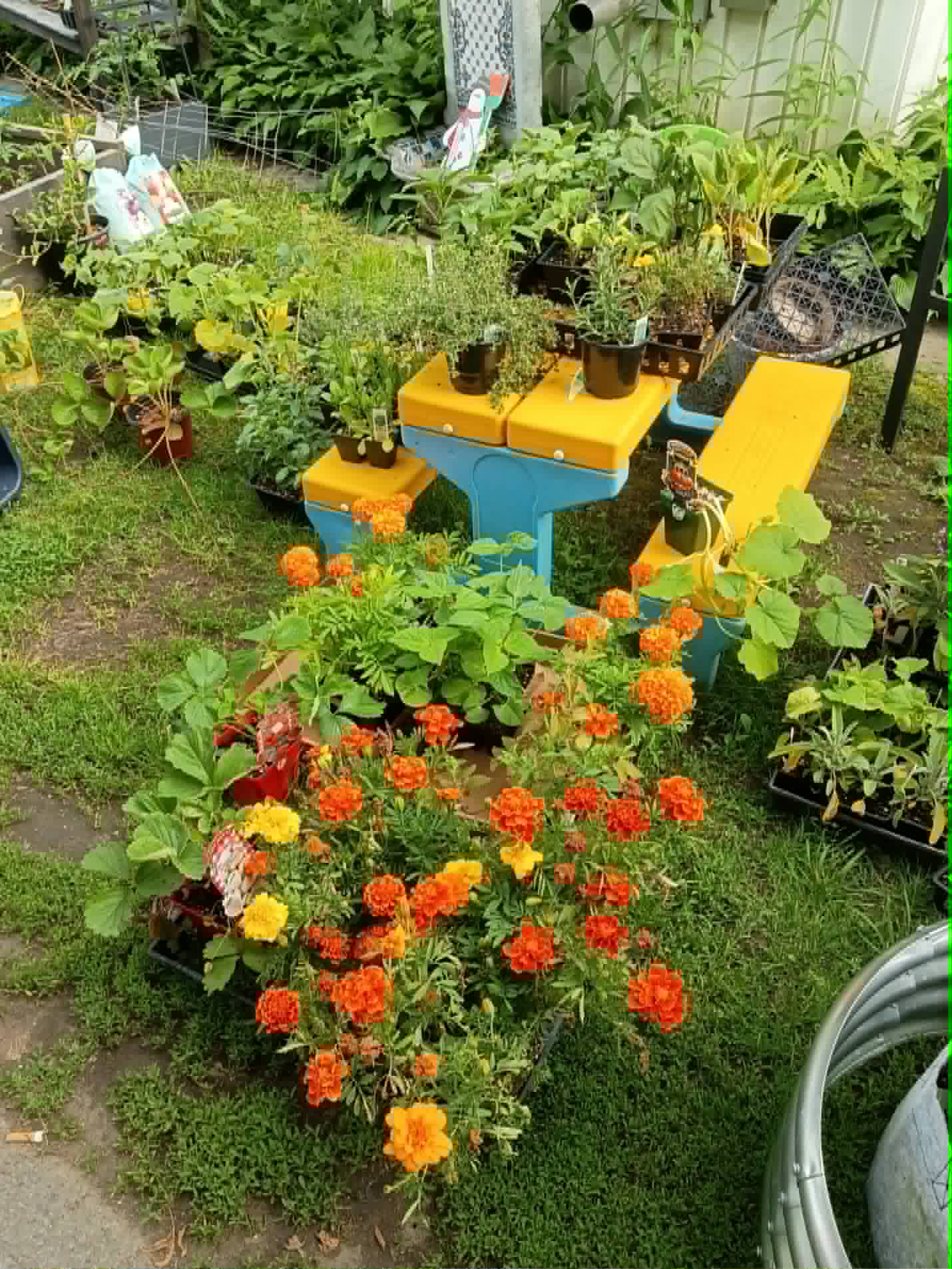 A spread of vegetable and herb seedlings, strawberry plants, and marigolds ready to plant for the Community Porch Grow and Share program in Hoosick Falls NY