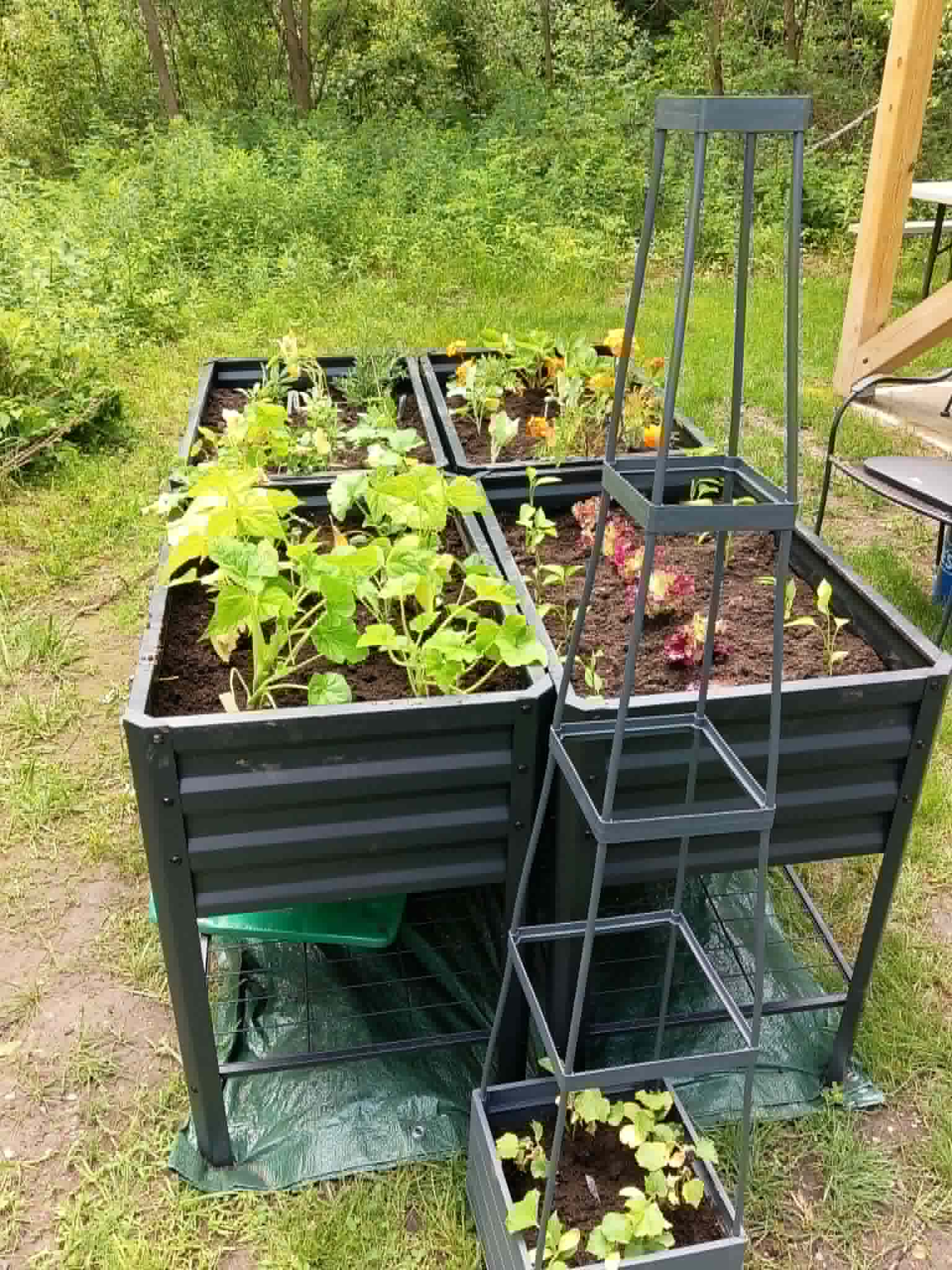 Elevated metal raised beds freshly planted with vegetables and herbs for the Community Porch Grow and Share program in Hoosick Falls NY