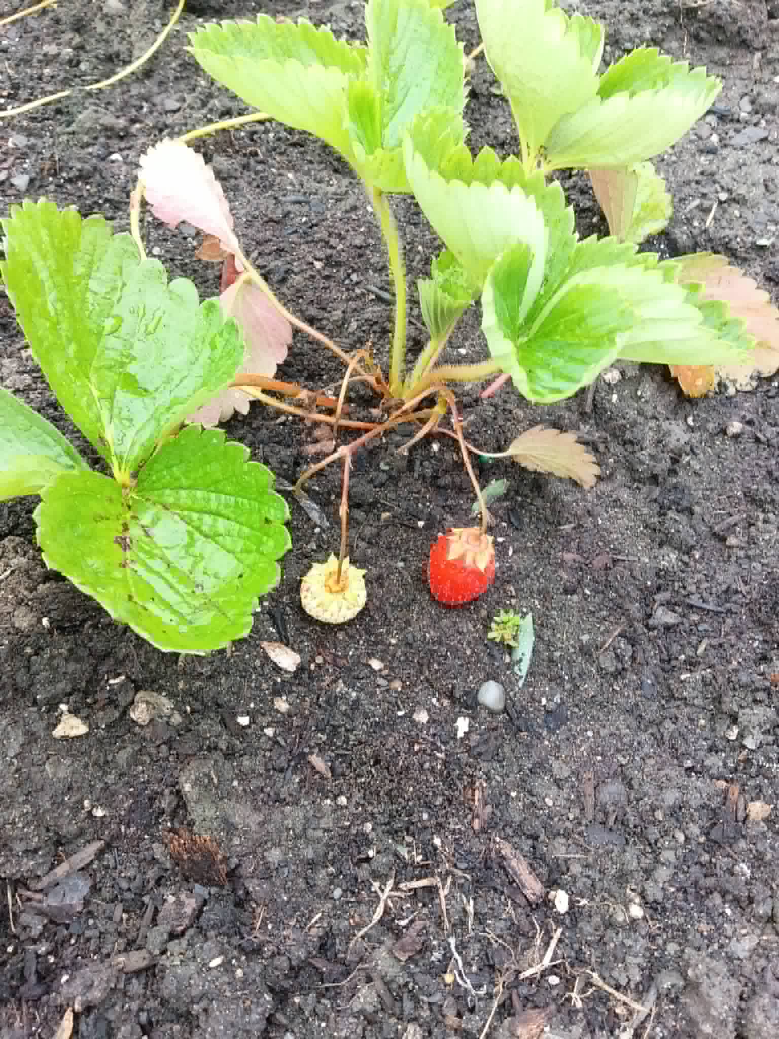 A strawberry plant with ripening fruit in a Grow and Share garden bed for the Community Porch in Hoosick Falls NY