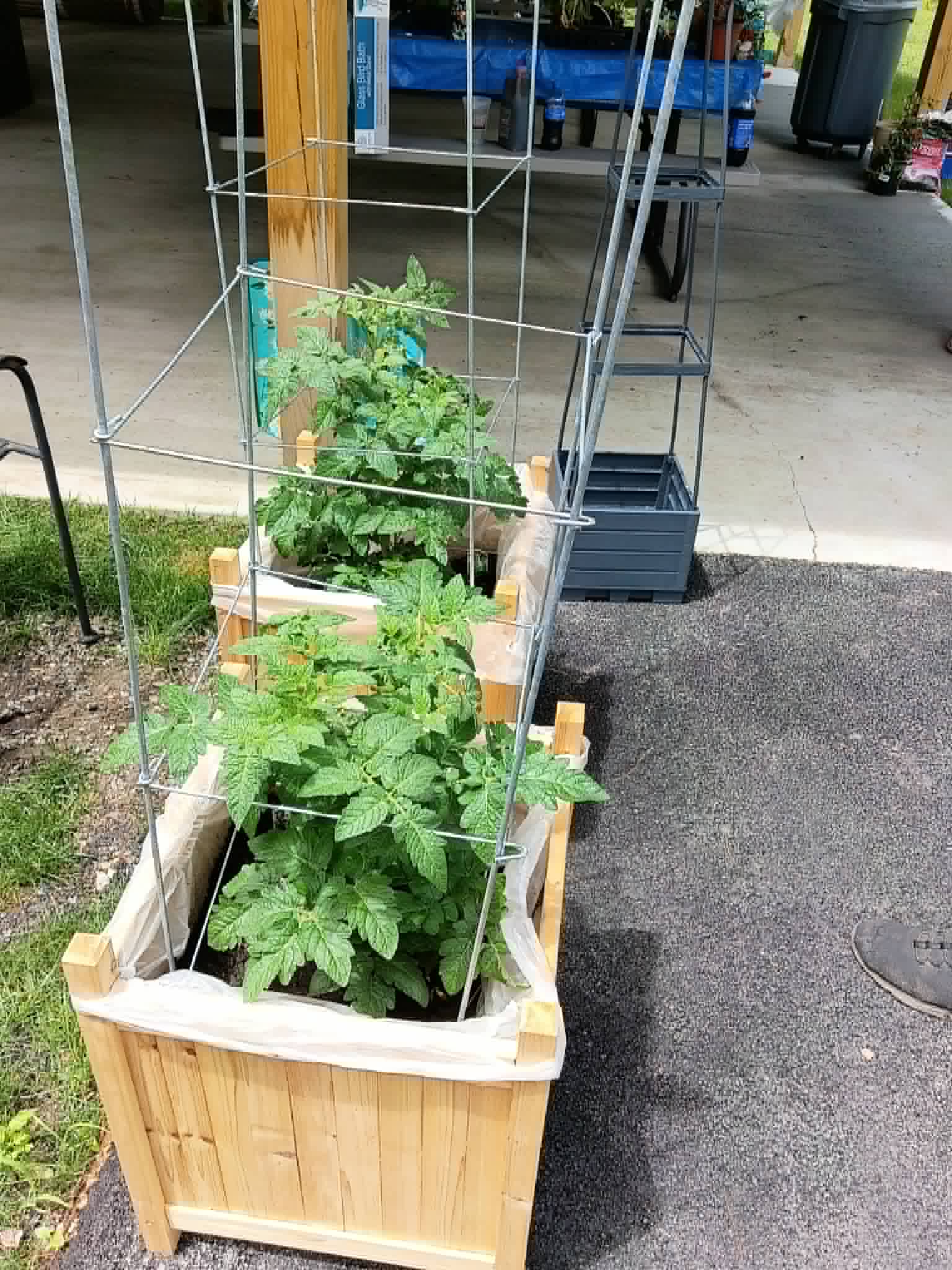 Tomato plants growing in wooden planters with wire cages for the Community Porch Grow and Share program in Hoosick Falls NY